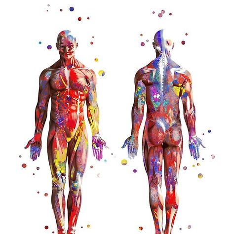 The Human Body